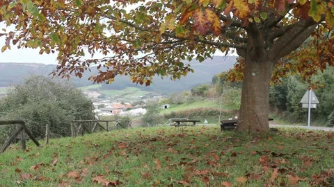 Leaves falling when autumn comes Stock Footage 320846200