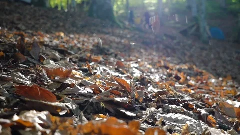 Leaves falling with wind Stock Footage 98516413
