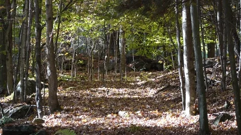 Leaves falling in the woods Stock Footage 72321440