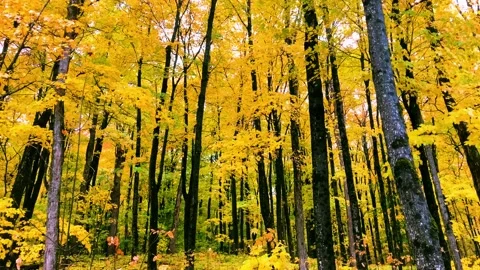 Leaves Falling in Yellow forest 2 Stock Footage 218992121
