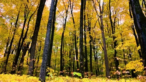 Leaves Falling in Yellow forest Stock Footage 218992118
