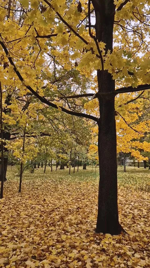 Leaves falling from a yellow oak tree in a park during autumn. Ground is covered Stock Footage 290189483