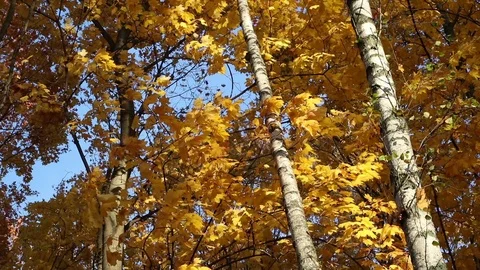 Leaves falling from yellow trees Stock Footage 104583908