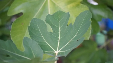 Leaves of a fig tree blow in the wind Stock Footage 119386828