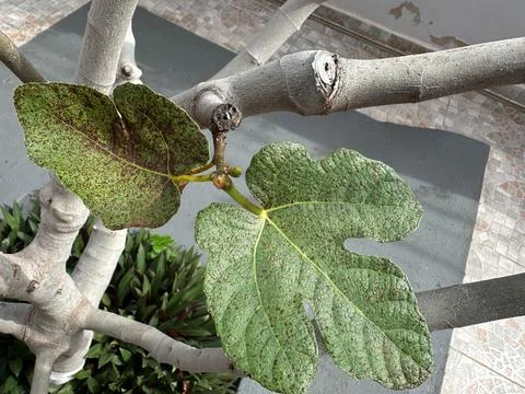 Leaves of a fig tree Stock Photos