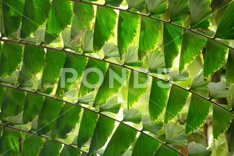 Leaves of a fishtail palm form an ornamental pattern Stock Photos