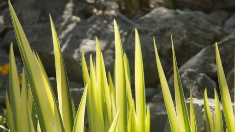 Leaves of a Flag Iris in the breeze Vidéo 153017970