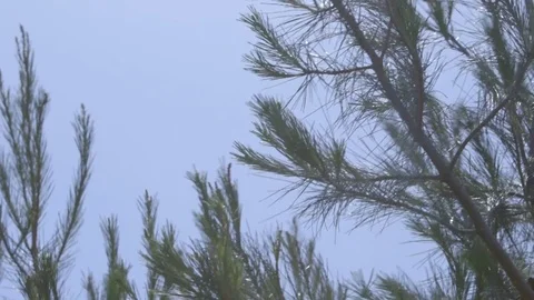 Leaves with flare 19 Stock Footage 71202641