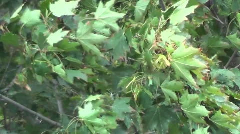 Leaves Flicker In The Wind Stock-Footage 53397399