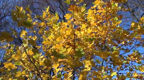 Leaves flickers sun light and sways in the wind Stock Footage 39499588