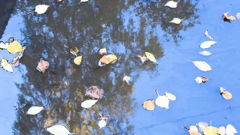 The leaves float in a puddle in autumn in Sunny windy weather Stock Footage 96186532