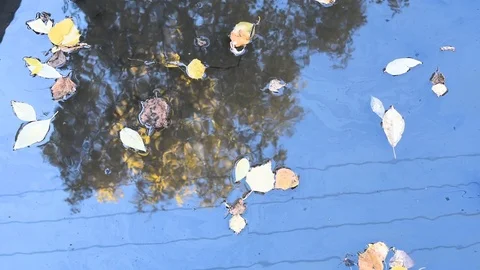 The leaves float in a puddle in autumn in Sunny windy weather Stock Footage 96186533
