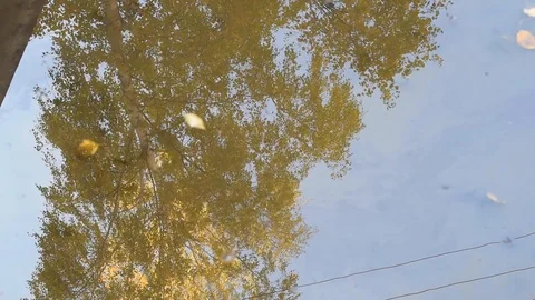 The leaves float in a puddle in autumn in Sunny windy weather Stock Footage 102244342