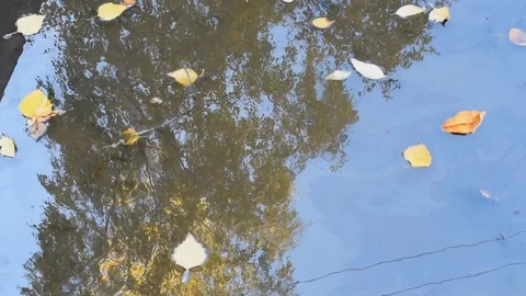 The leaves float in a puddle in autumn in Sunny windy weather Stock Footage 102244355