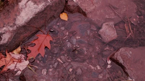 Leaves Float on Riverbank Stock Footage 71738802