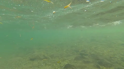 Leaves float underwater or pass by with gentle river current in Video stock 238450082