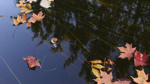 Leaves float on water Stock Footage 81049201