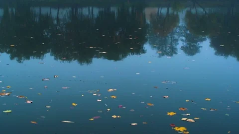Leaves float on water with reflection of trees Stock Footage 81563585