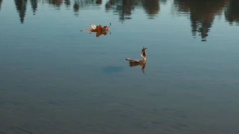 Leaves floating on calm water with reflections of trees Stock Footage 259215984