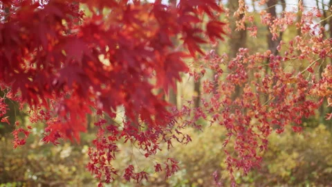 Leaves floating down in blur. Autumn forest in windy motion. Falling foliage in Stock Footage 346687624