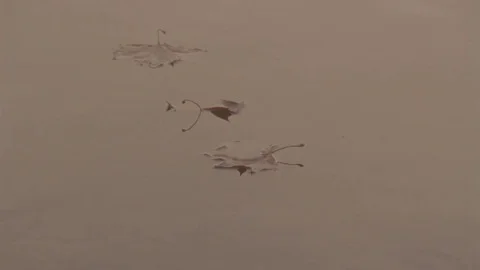 Leaves Floating Down River 1 Stock Footage 71282128