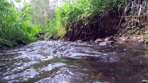Leaves Floating Down Stream 14secs  2K Stock Footage 132093304
