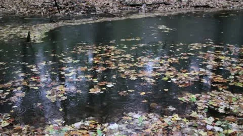 Leaves floating down a stream in the rain Stock Footage 12491433