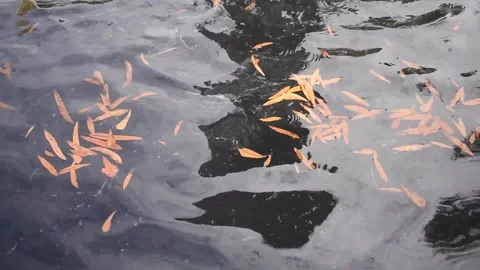 Leaves Floating 库存影片 241545990
