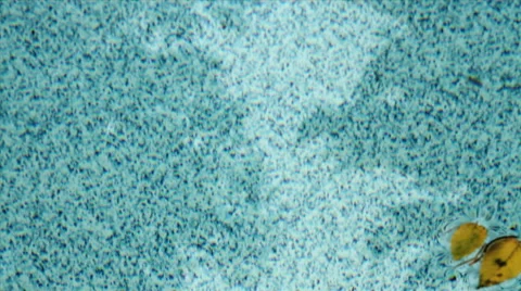 Leaves Floating on Patterned Pool Video stock 42009428
