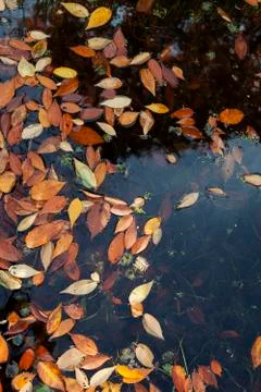 Leaves floating in a pond Stock Photos
