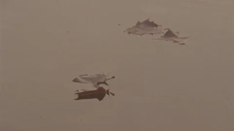 Leaves Floating on the River 2 Stock Footage 71281956