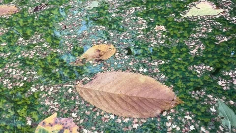 Leaves Floating on the Surface of a Backyard Pool Stock Footage 285517417