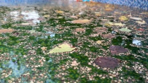 Leaves Floating on the Surface of a Backyard Pool Stock Footage 285517476