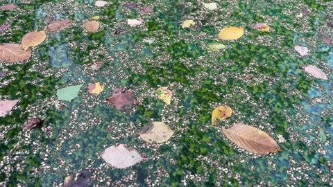 Leaves Floating on the Surface of a Backyard Pool Stock Footage 285518049