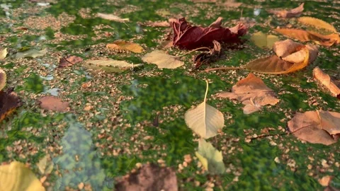 Leaves Floating on the Surface of a Backyard Pool Stock Footage 285518293