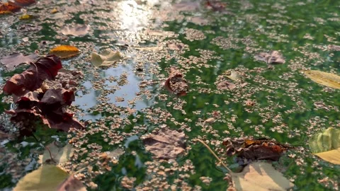 Leaves Floating on the Surface of a Backyard Pool Stock Footage 285518603