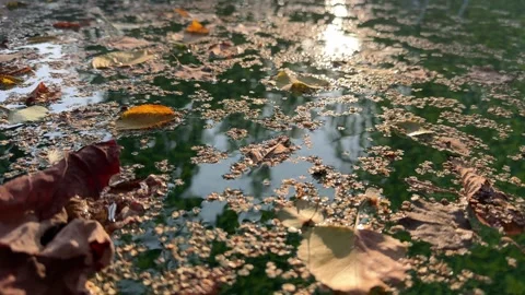 Leaves Floating on the Surface of a Backyard Pool Stock Footage 285518710