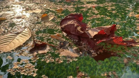 Leaves Floating on the Surface of a Backyard Pool Stock Footage 285519222