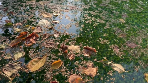 Leaves Floating on the Surface of a Backyard Pool Stock Footage 285519358