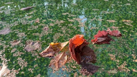 Leaves Floating on the Surface of a Backyard Pool Stock Footage 285519780