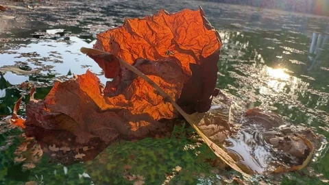 Leaves Floating on the Surface of a Backyard Pool Stock Footage 285519978