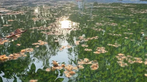 Leaves Floating on the Surface of a Backyard Pool Stock Footage 285520068