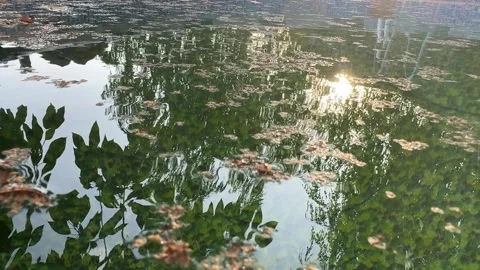 Leaves Floating on the Surface of a Backyard Pool Stock Footage 285520078