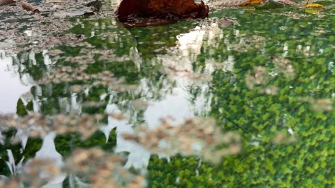Leaves Floating on the Surface of a Backyard Pool Stock Footage 285520192