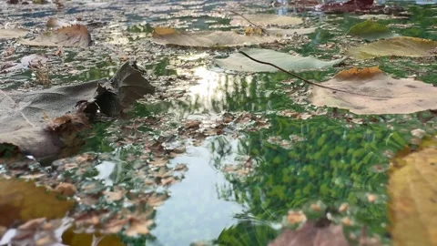 Leaves Floating on the Surface of a Backyard Pool Stock Footage 285520232