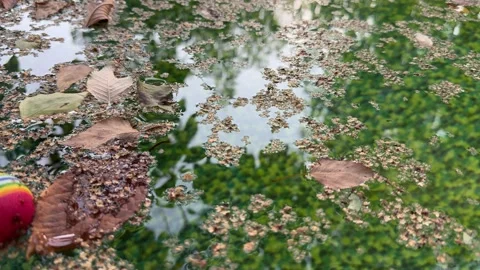 Leaves Floating on the Surface of a Backyard Pool Stock Footage 285520284