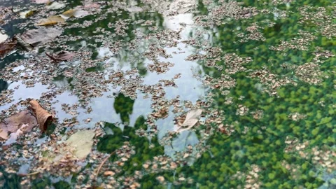 Leaves Floating on the Surface of a Backyard Pool Stock Footage 285520417