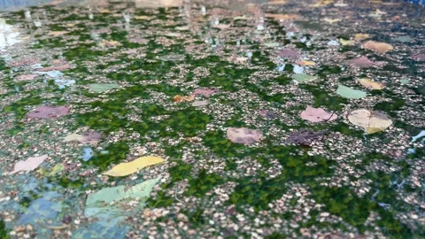 Leaves Floating on the Surface of a Backyard Pool Stock Footage 285520455