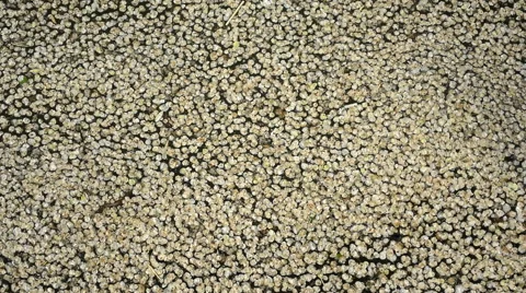 Leaves Floating on Water Stock Footage 64960368