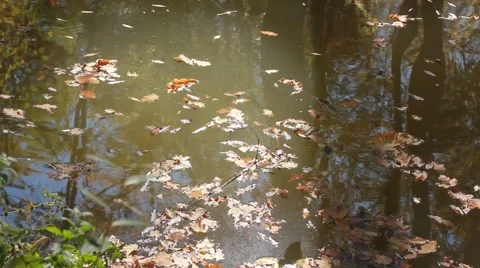 Leaves floating on the water surface Stock Footage 53410362